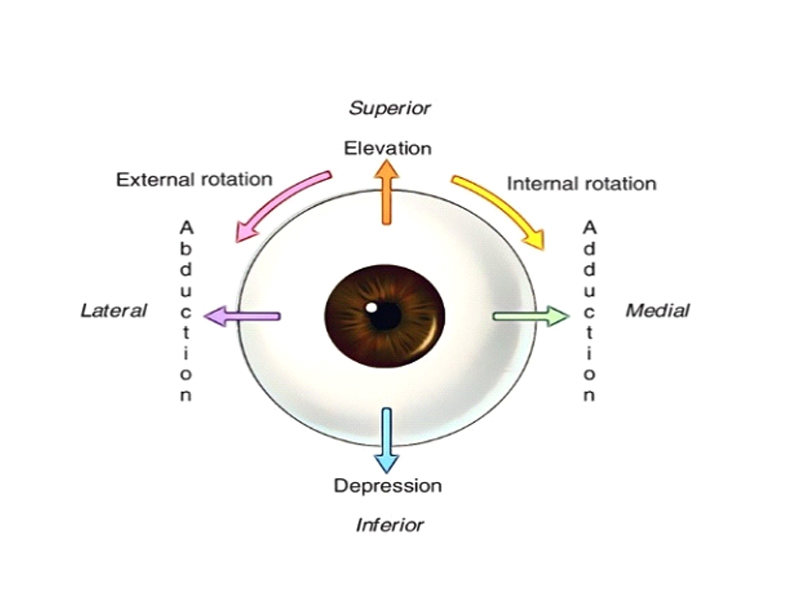 paediatric-ophthalmology-and-squint-clinic-in-html