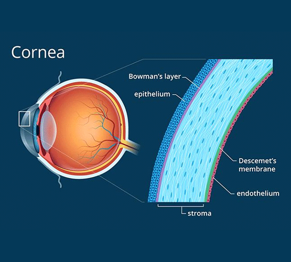 cornea